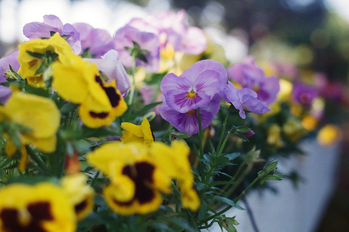 f:id:cosinon:20200529220733j:plain