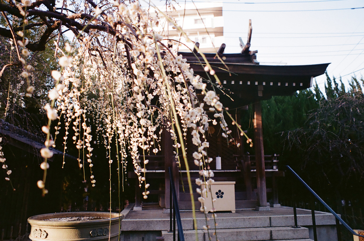 f:id:cosinon:20200601211938j:plain