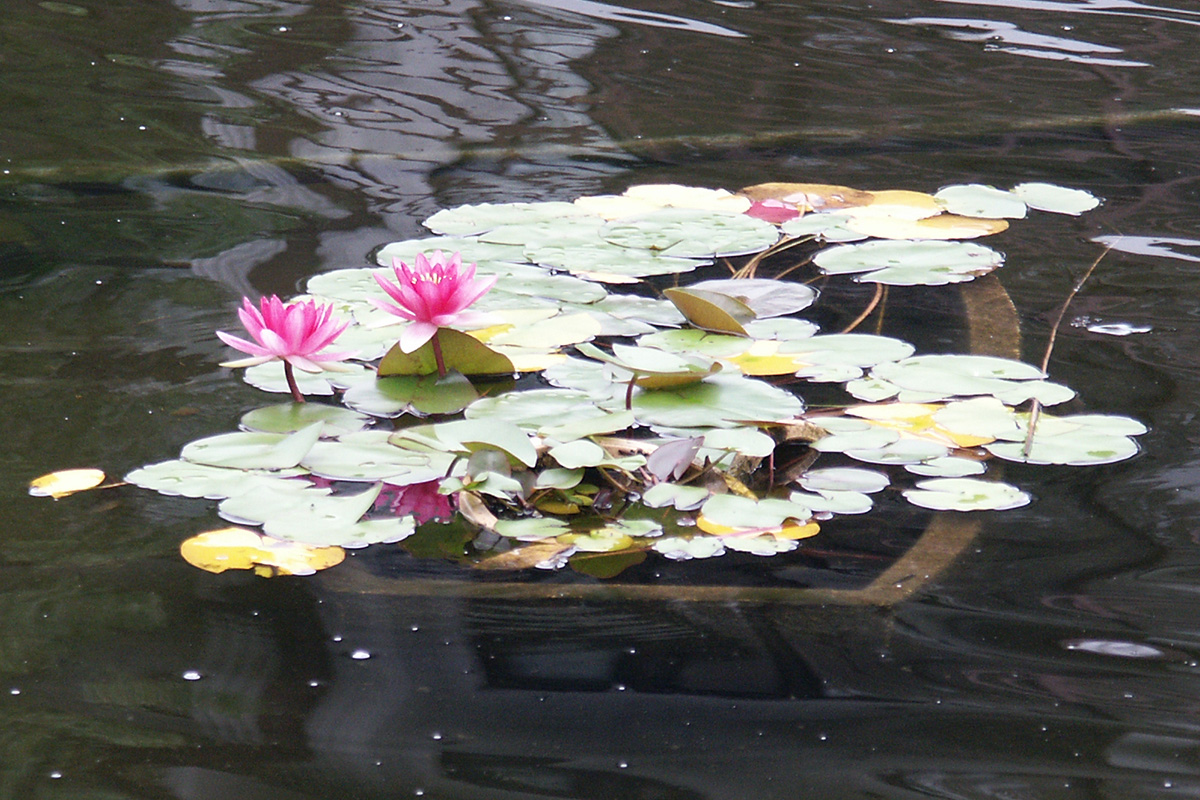 f:id:cosinon:20200727130003j:plain