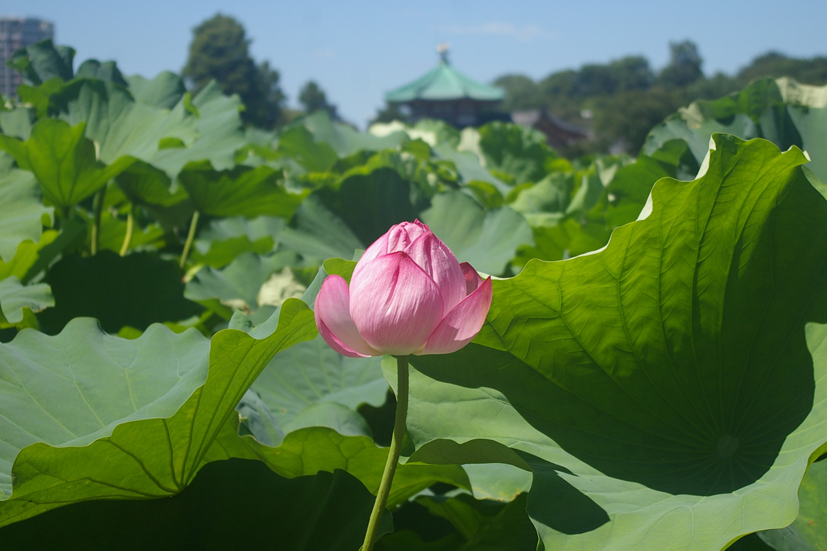 f:id:cosinon:20200812152632j:plain