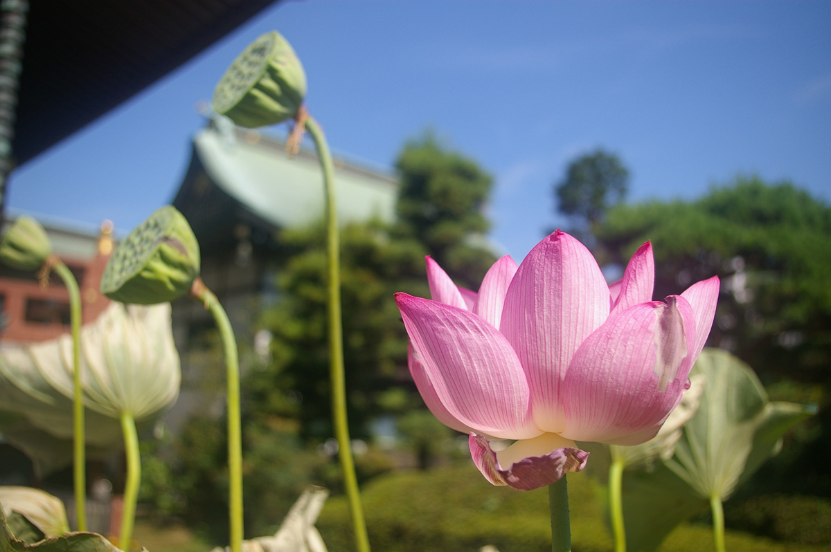 f:id:cosinon:20200814094205j:plain