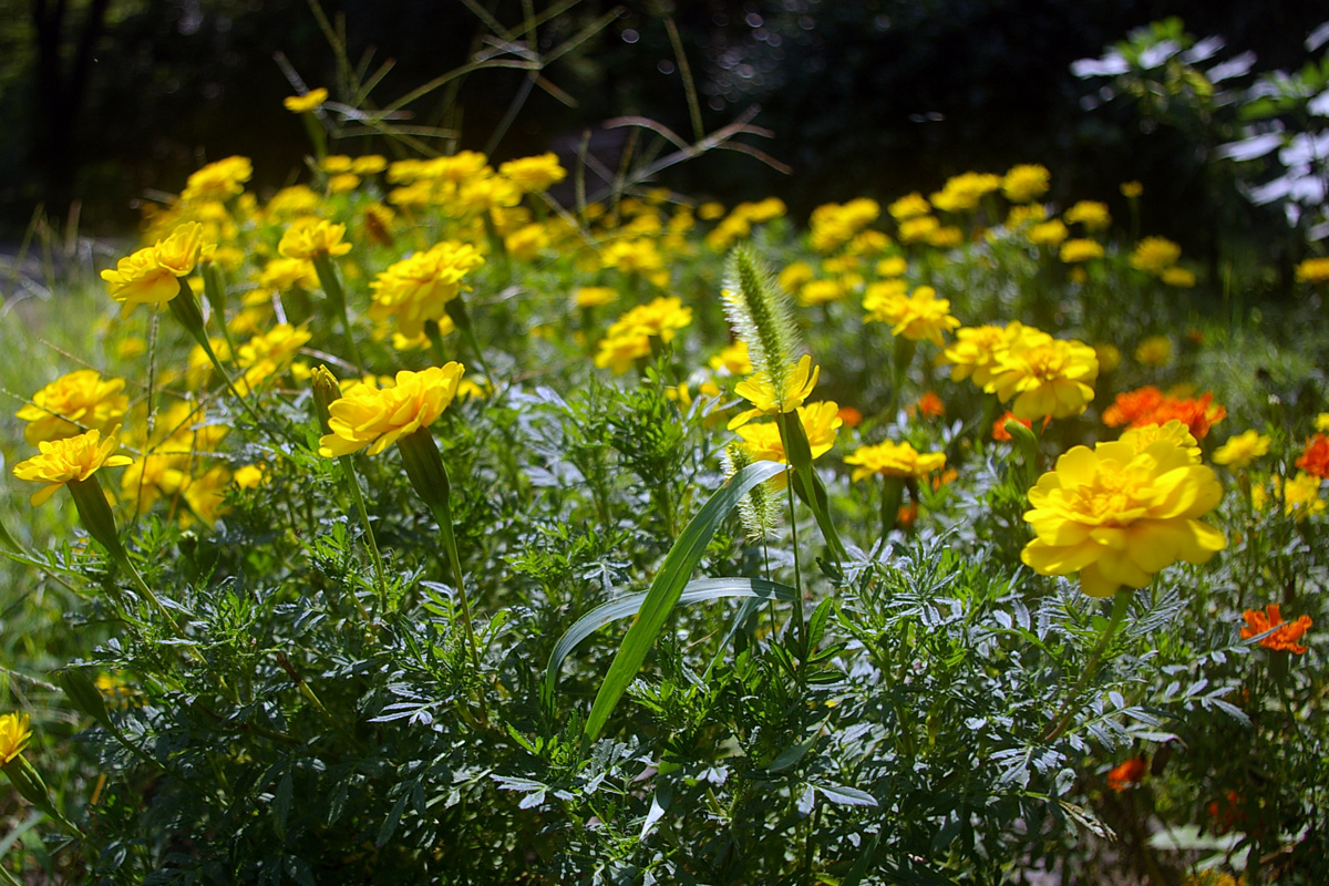 f:id:cosinon:20200816211310j:plain