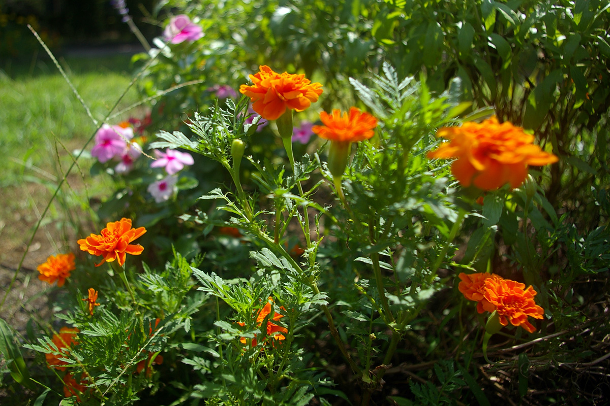 f:id:cosinon:20200816211330j:plain