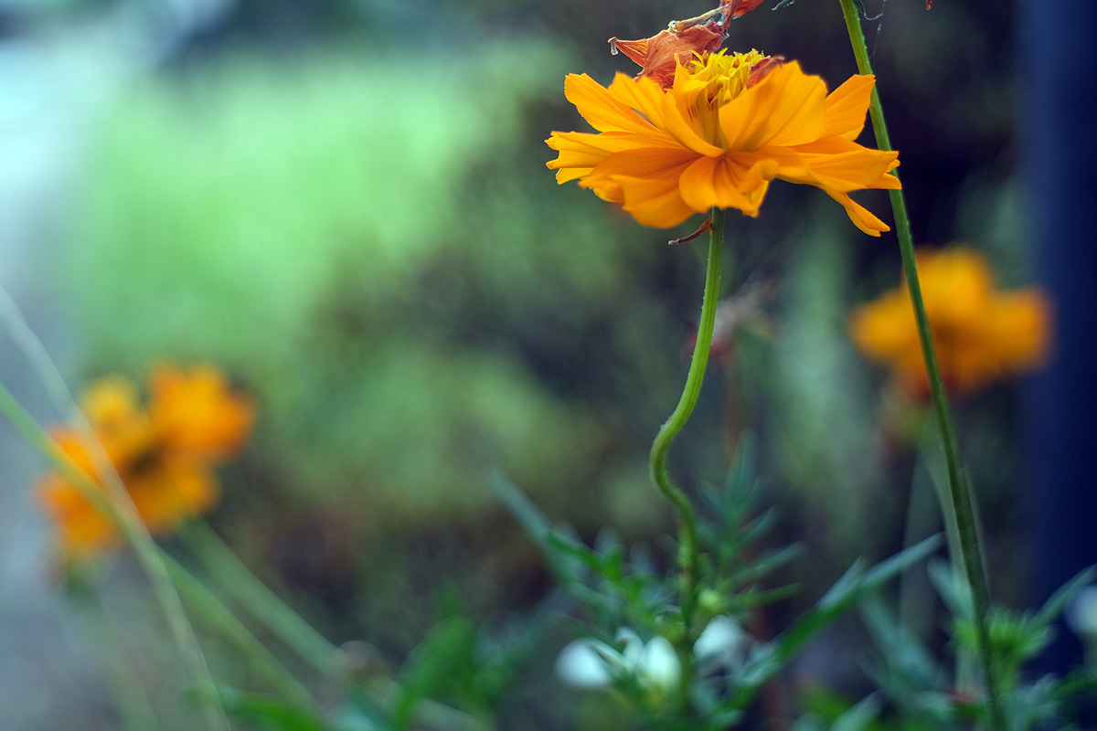 f:id:cosinon:20200823114411j:plain
