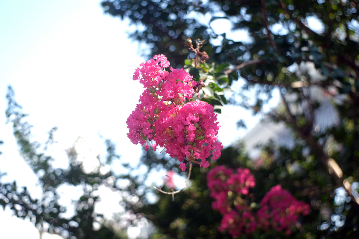 f:id:cosinon:20200823114457j:plain