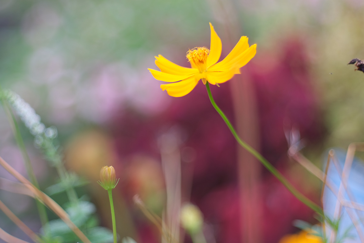 f:id:cosinon:20200824071622j:plain f:id:cosinon:20200824071622j:plain