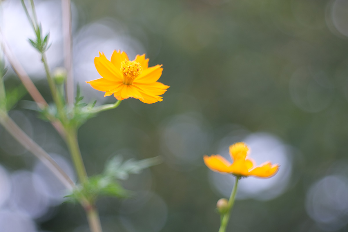 f:id:cosinon:20200824071654j:plain f:id:cosinon:20200824071654j:plain