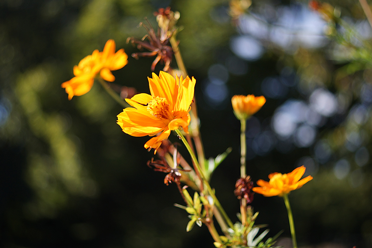 f:id:cosinon:20200904121524j:plain