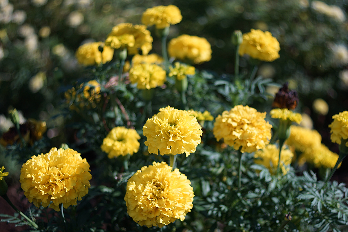 f:id:cosinon:20200904121609j:plain