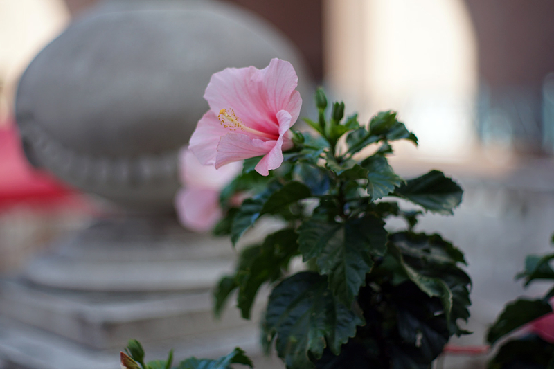 f:id:cosinon:20201019125020j:plain