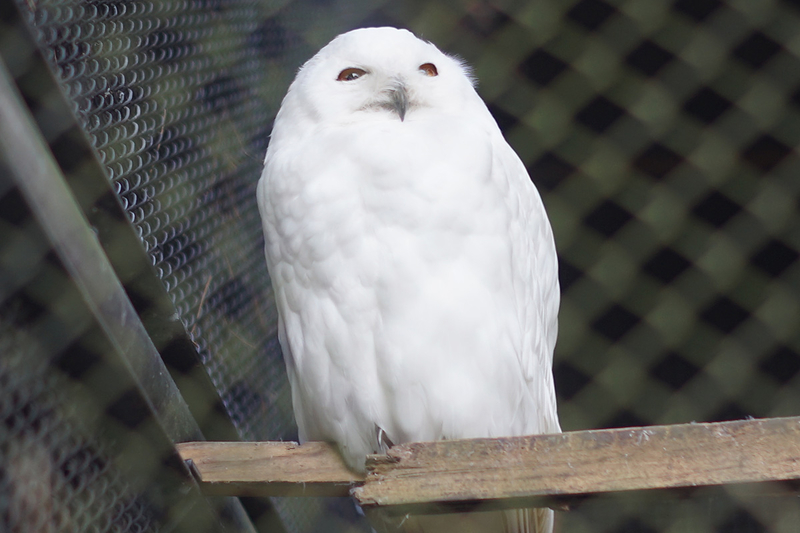 f:id:cosinon:20201116115355j:plain f:id:cosinon:20201116115355j:plain