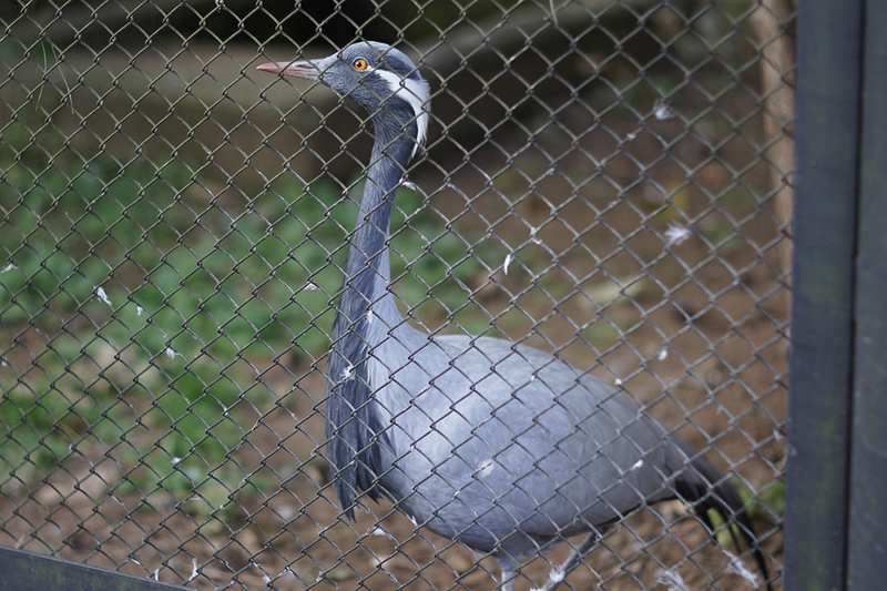 f:id:cosinon:20201116115401j:plain f:id:cosinon:20201116115401j:plain