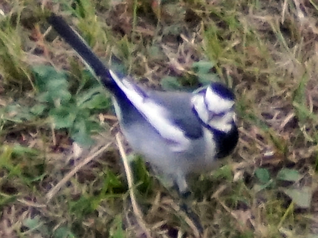 f:id:cosinon:20201214125955j:plain