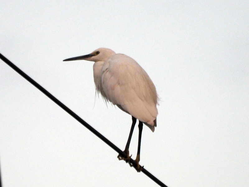 f:id:cosinon:20201228053540j:plain