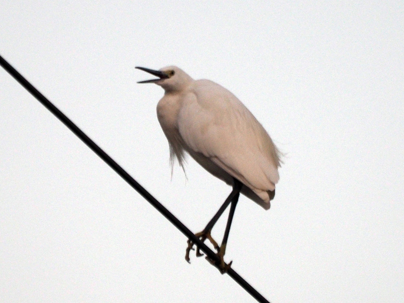 f:id:cosinon:20201228053544j:plain