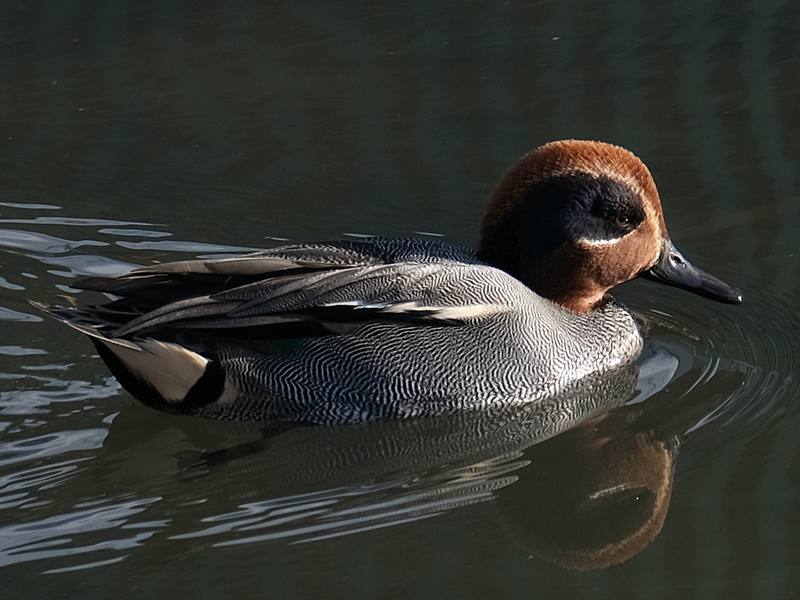 f:id:cosinon:20210111165733j:plain