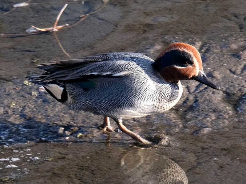 f:id:cosinon:20210111165738j:plain