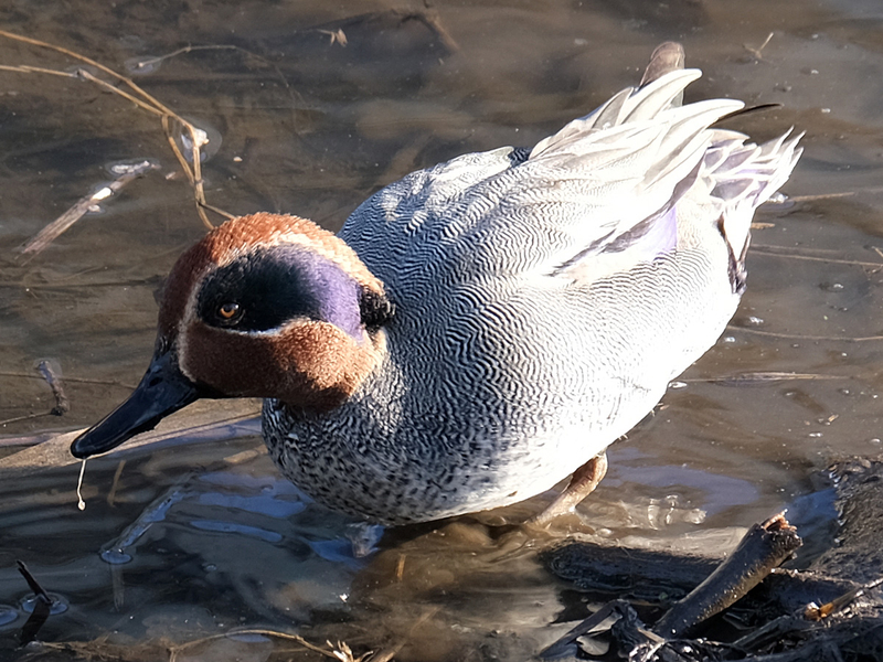 f:id:cosinon:20210111165742j:plain