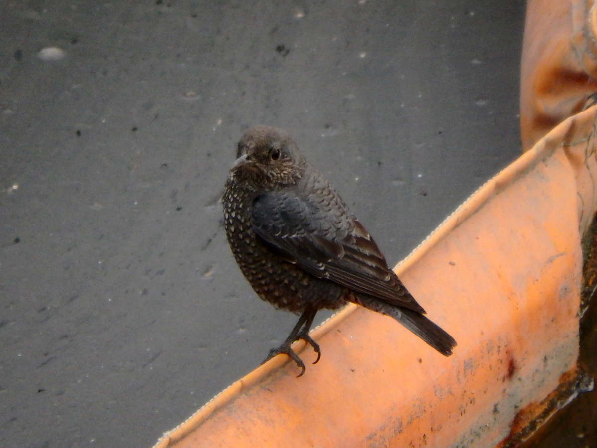 f:id:cosinon:20210119044030j:plain