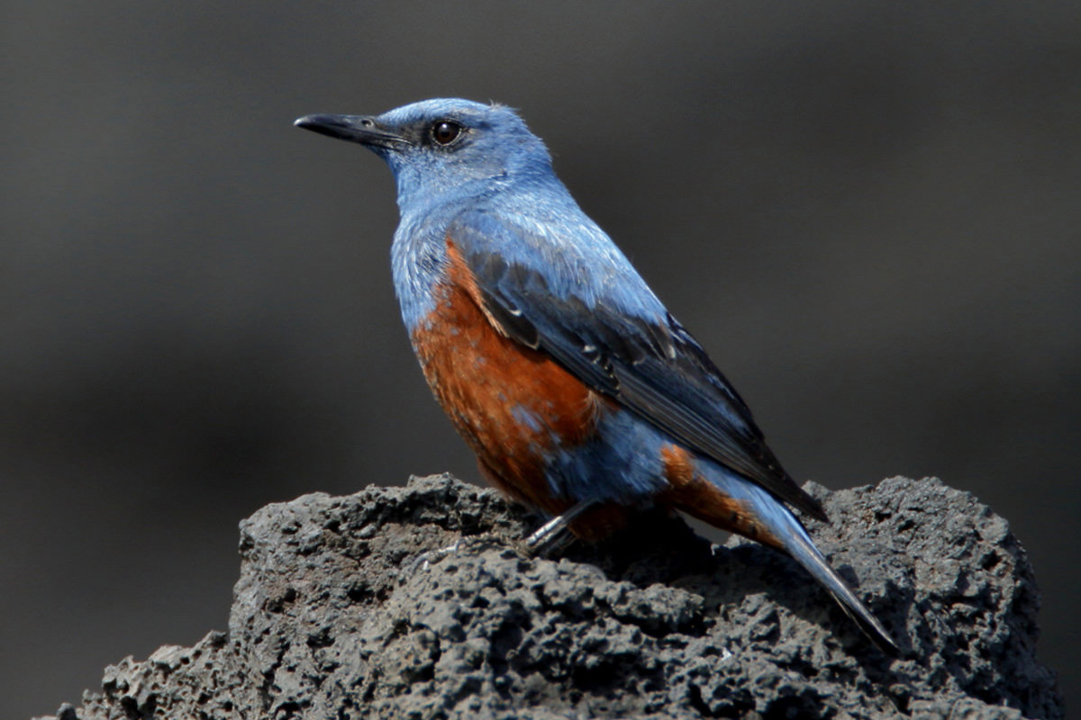 f:id:cosinon:20210119044554j:plain