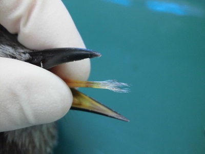 f:id:cosinon:20210120103612j:plain