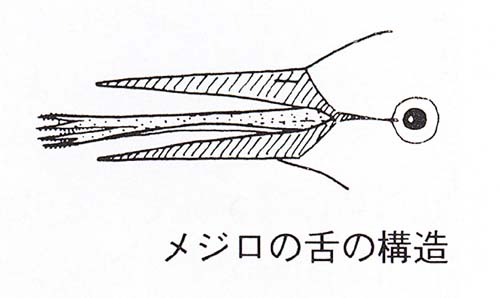 f:id:cosinon:20210120105515j:plain