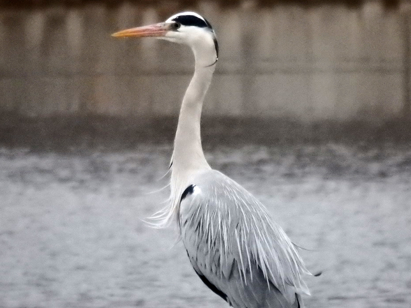 f:id:cosinon:20210123102311j:plain