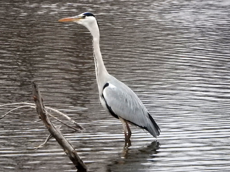 f:id:cosinon:20210123102317j:plain