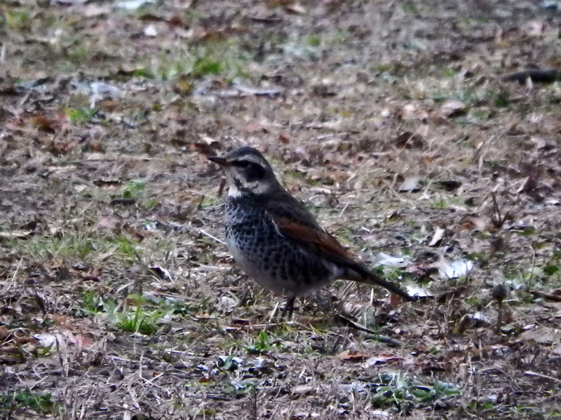 f:id:cosinon:20210123102322j:plain