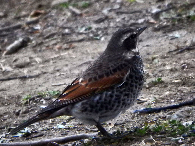 f:id:cosinon:20210123102326j:plain