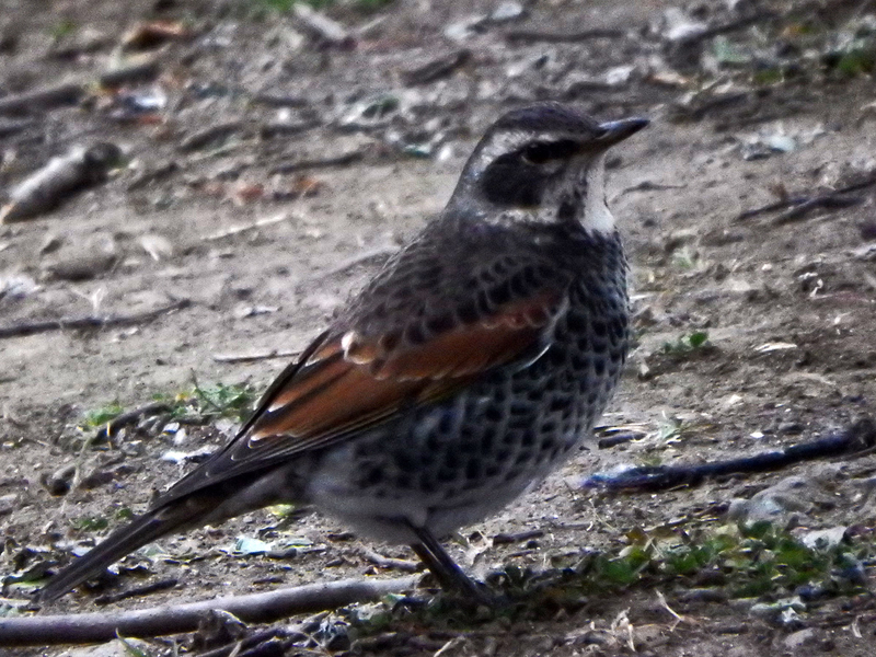 f:id:cosinon:20210123102331j:plain