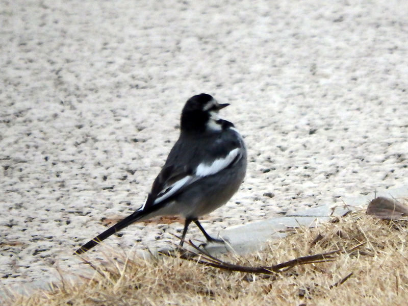 f:id:cosinon:20210123102339j:plain