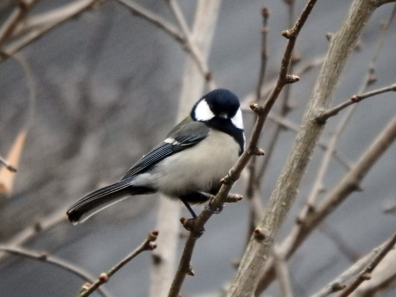 f:id:cosinon:20210123102344j:plain