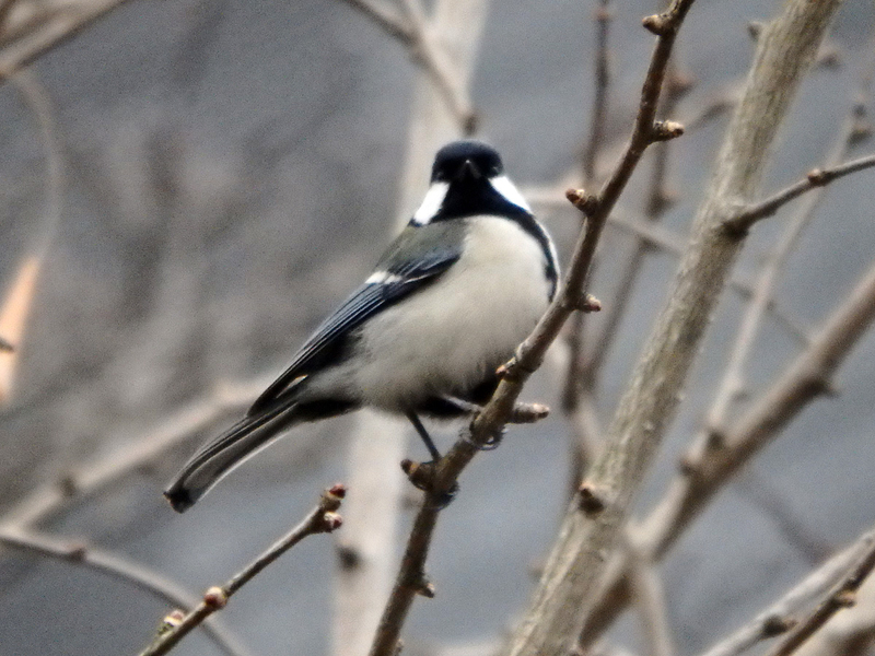 f:id:cosinon:20210123102348j:plain