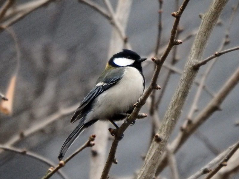 f:id:cosinon:20210123102353j:plain