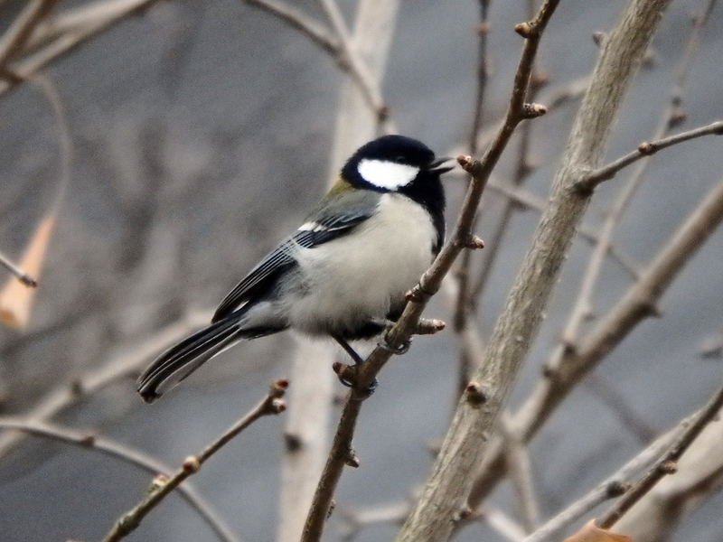 f:id:cosinon:20210123102358j:plain