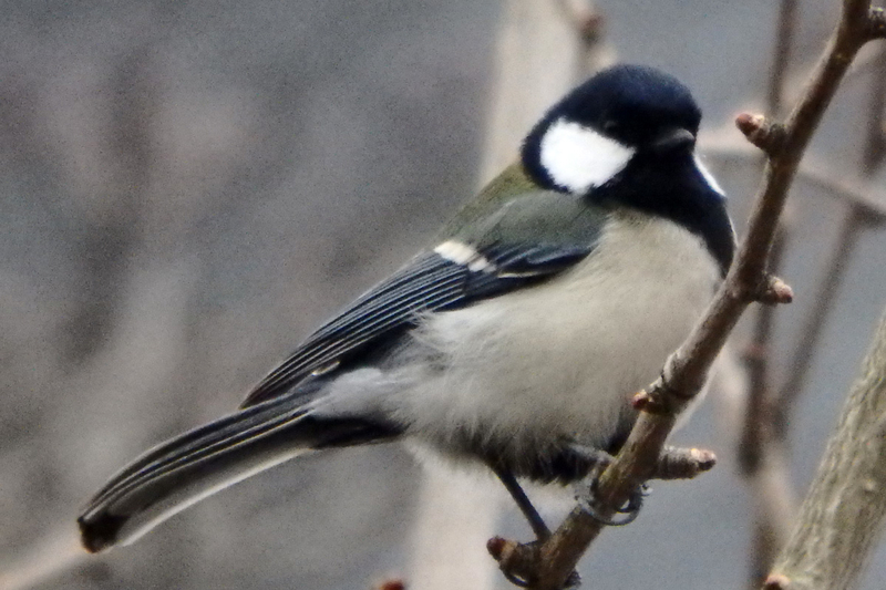 f:id:cosinon:20210123102404j:plain