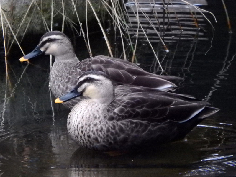 f:id:cosinon:20210123102410j:plain