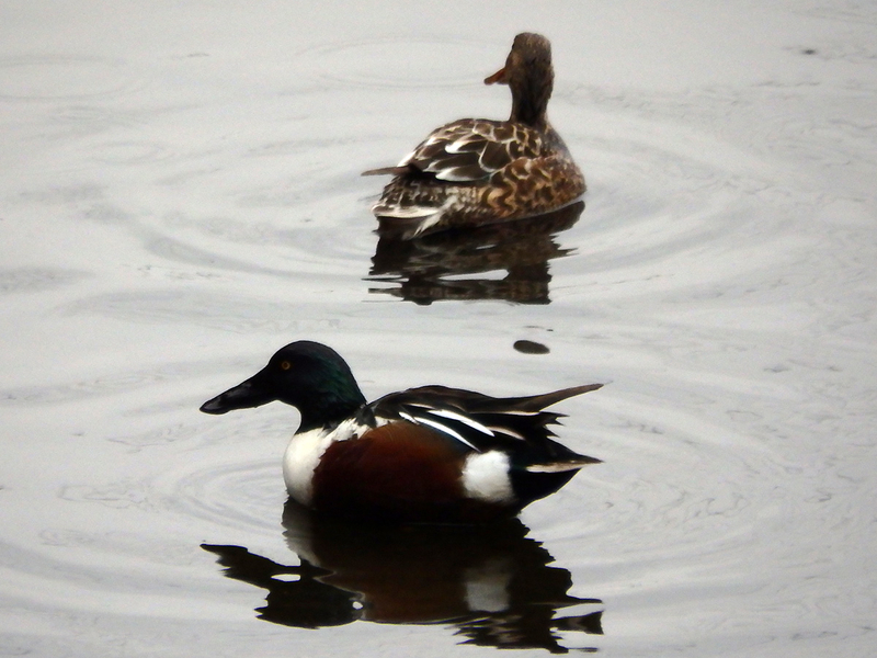 f:id:cosinon:20210123102423j:plain