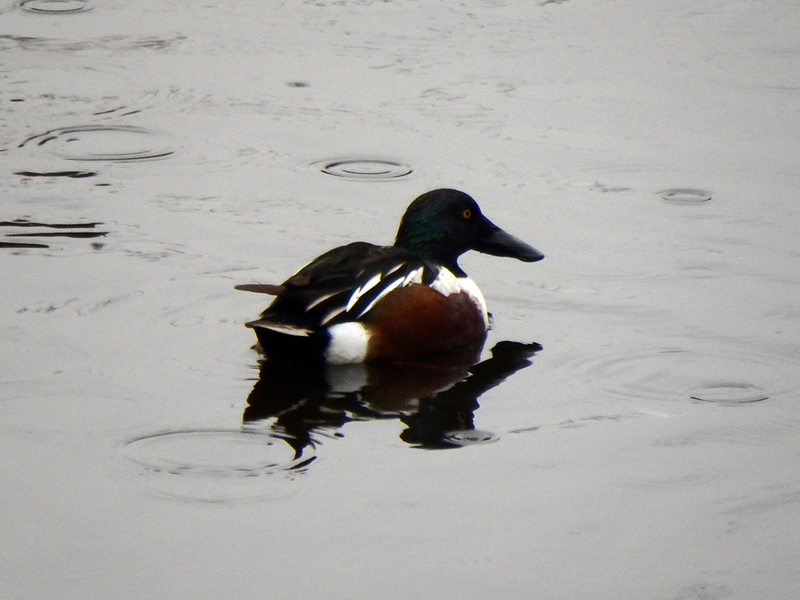 f:id:cosinon:20210123102428j:plain