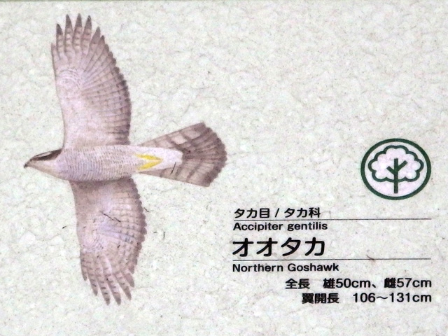 f:id:cosinon:20210124175251j:plain