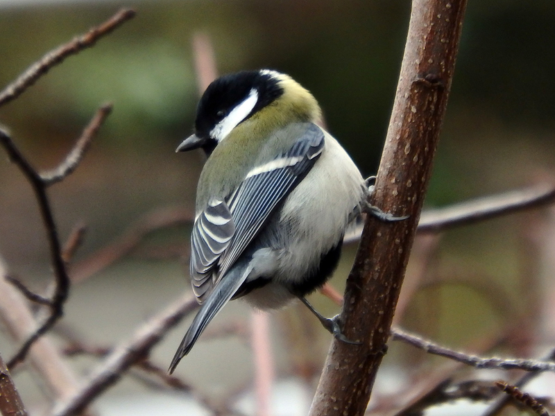 f:id:cosinon:20210124175531j:plain