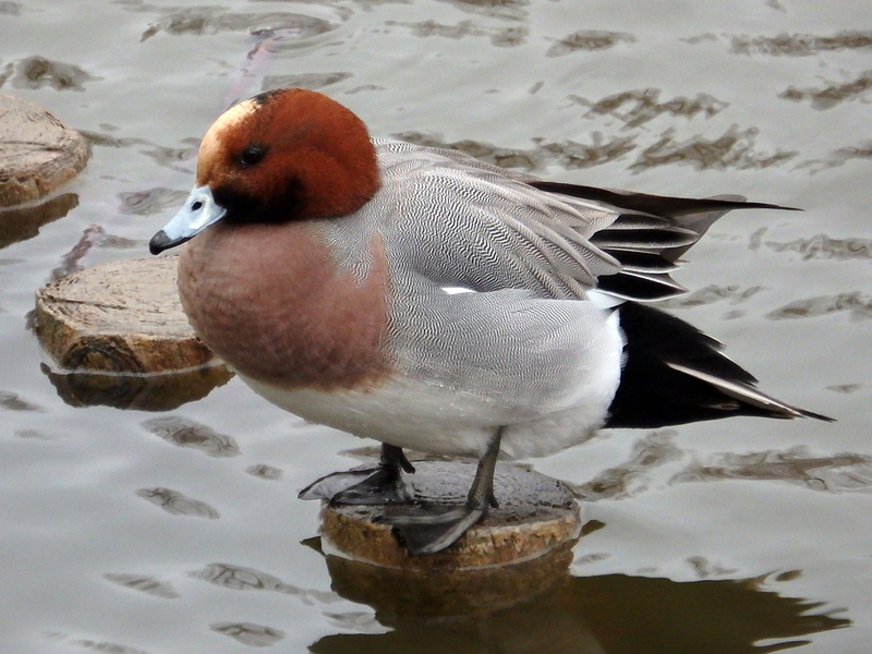 f:id:cosinon:20210124175611j:plain