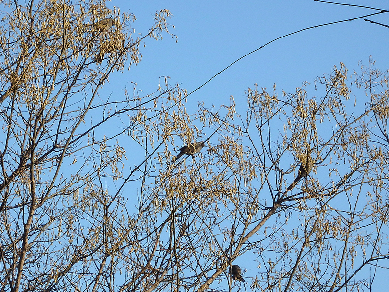 f:id:cosinon:20210125153614j:plain