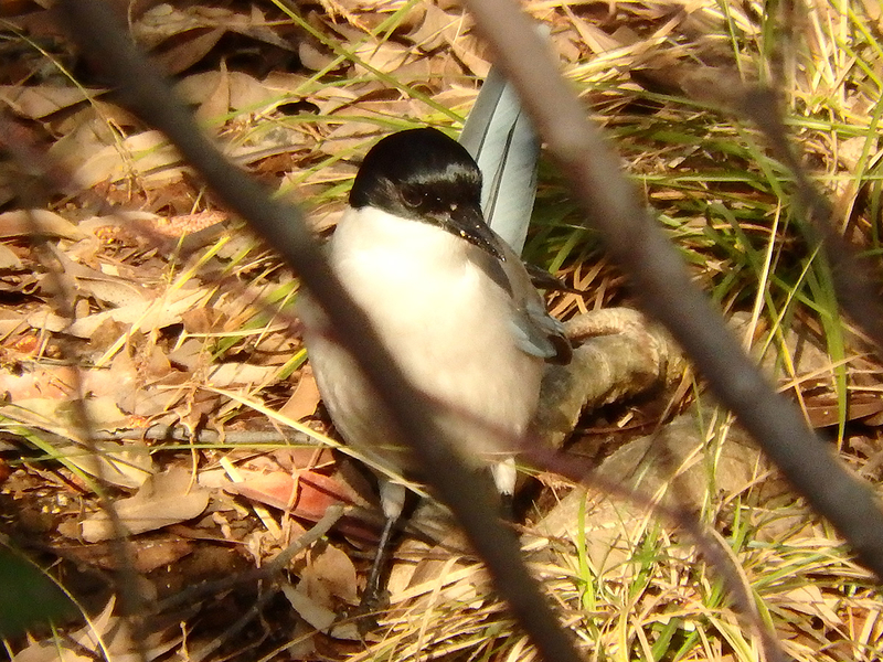 f:id:cosinon:20210125153618j:plain