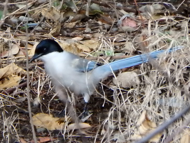 f:id:cosinon:20210125153623j:plain