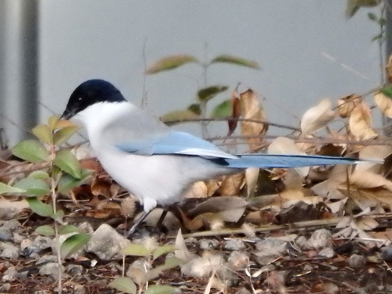 f:id:cosinon:20210125153628j:plain