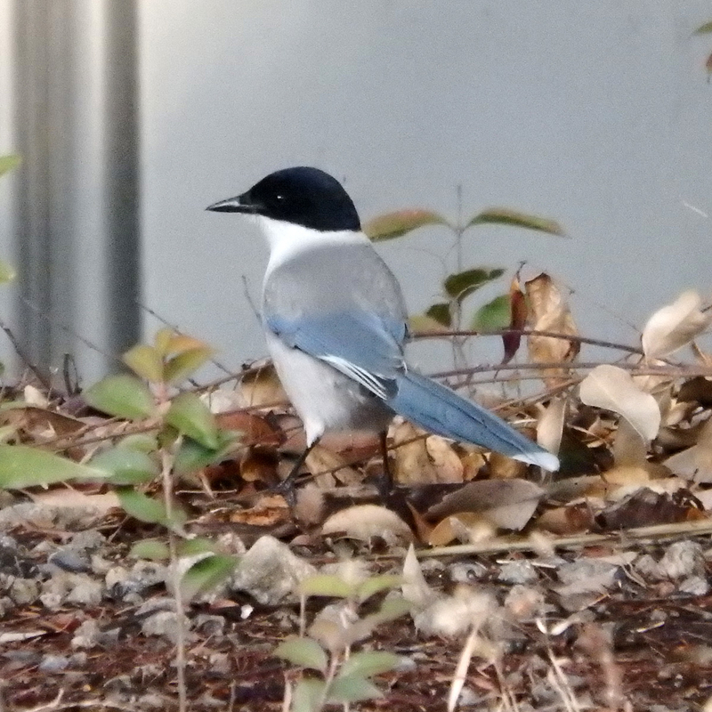 f:id:cosinon:20210125153632j:plain