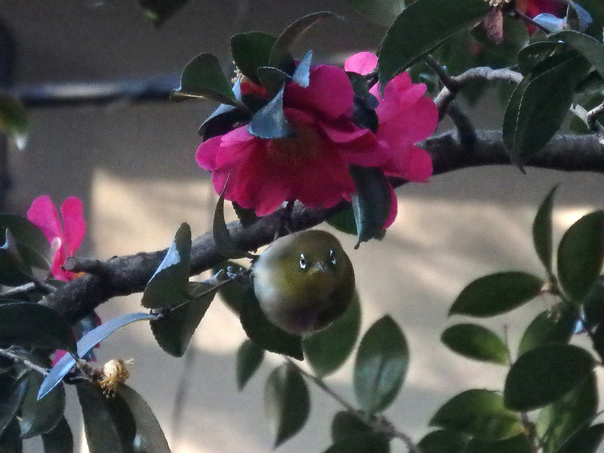 f:id:cosinon:20210201132500j:plain