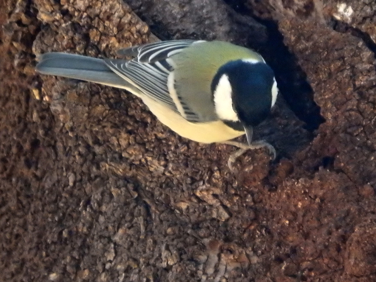 f:id:cosinon:20210201133439j:plain